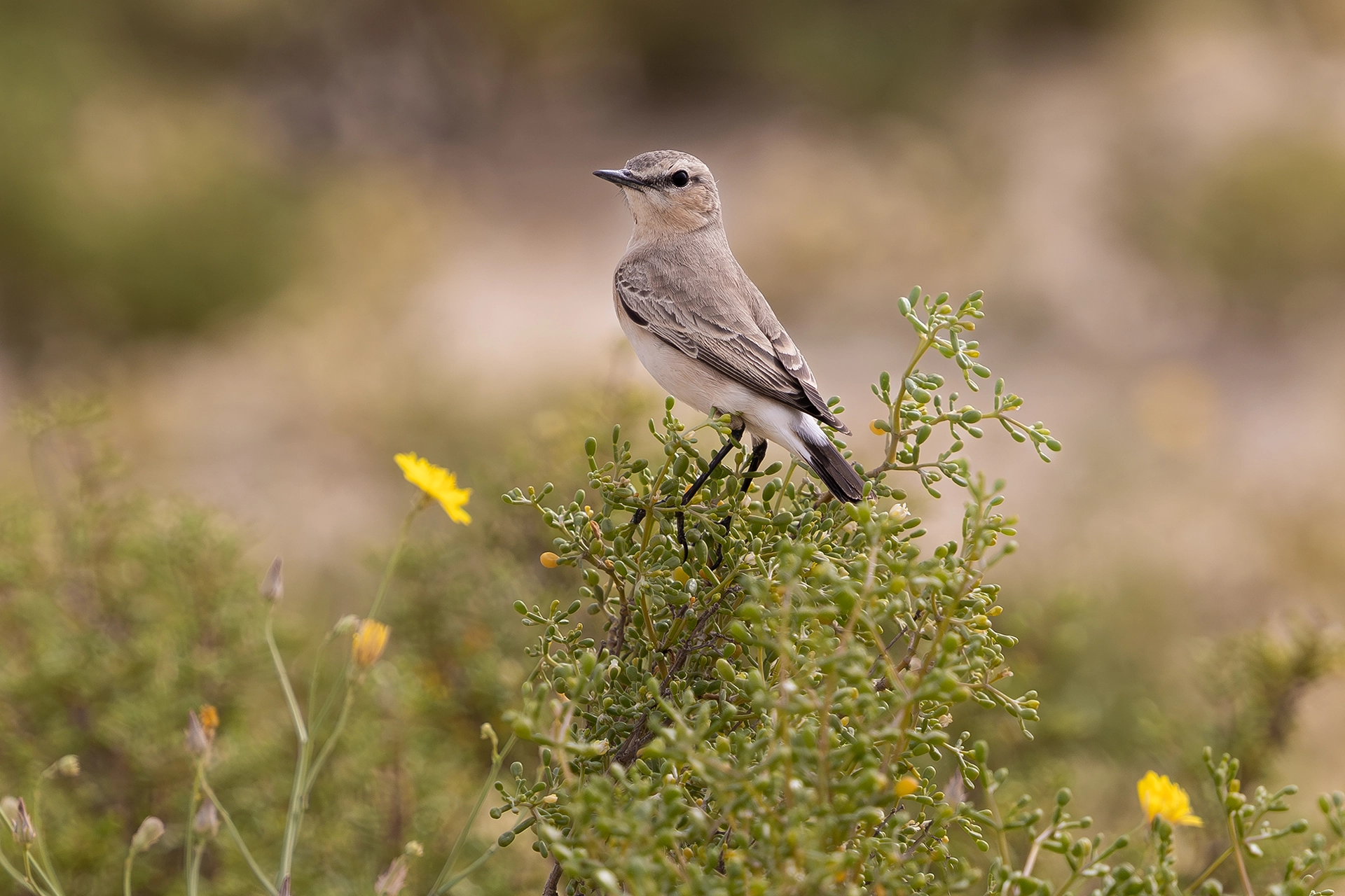 في أثر «الفَقاق» | رحلة توثيق 15 وجهاً لجنس «Oenanthe» 8 isabelline wheatear