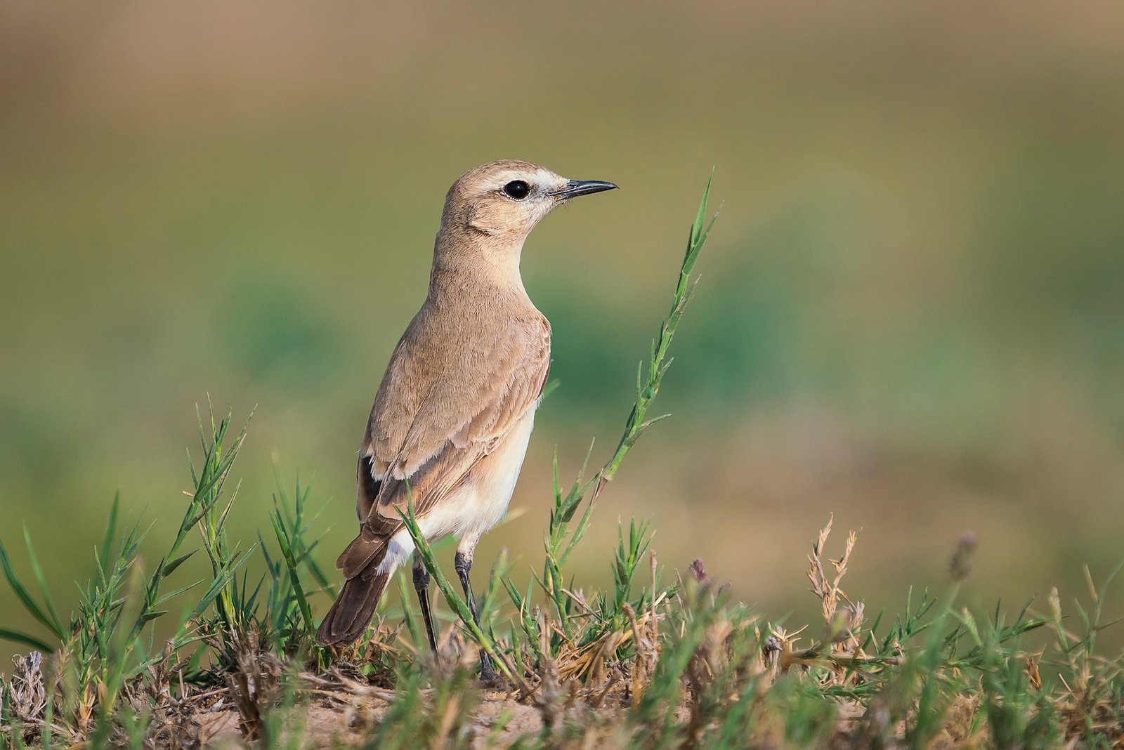في أثر «الفَقاق» | رحلة توثيق 15 وجهاً لجنس «Oenanthe» 7 isabelline wheatear2