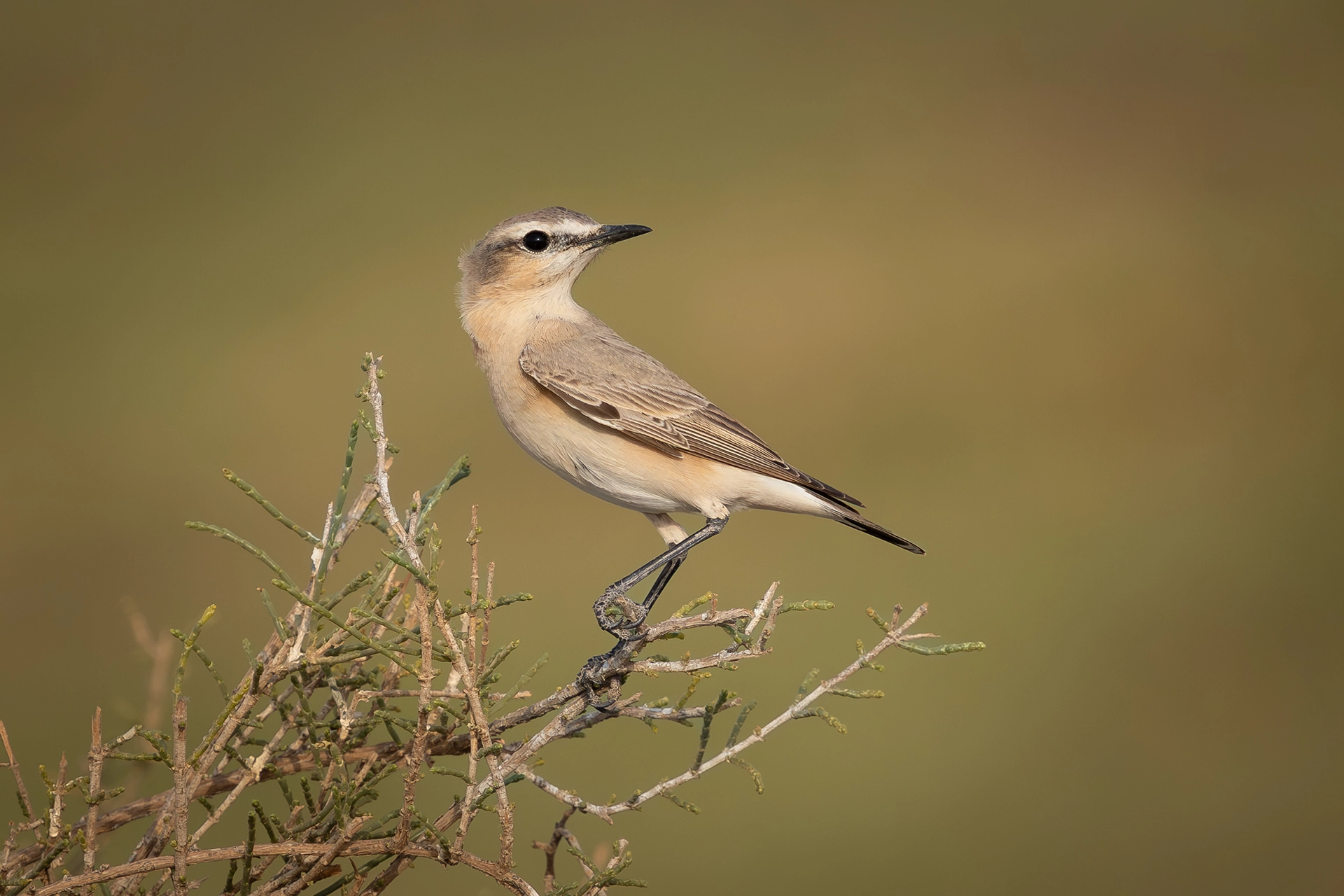 في أثر «الفَقاق» | رحلة توثيق 15 وجهاً لجنس «Oenanthe» 9 isabelline wheatear3