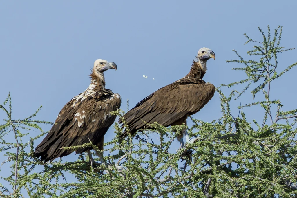 نَسْرٌ آذَنٌ: نسر آذن (Lappet-faced Vulture) في بيئته الصحراوية - تصوير فيصل هجول