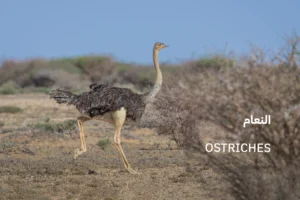 ostriches