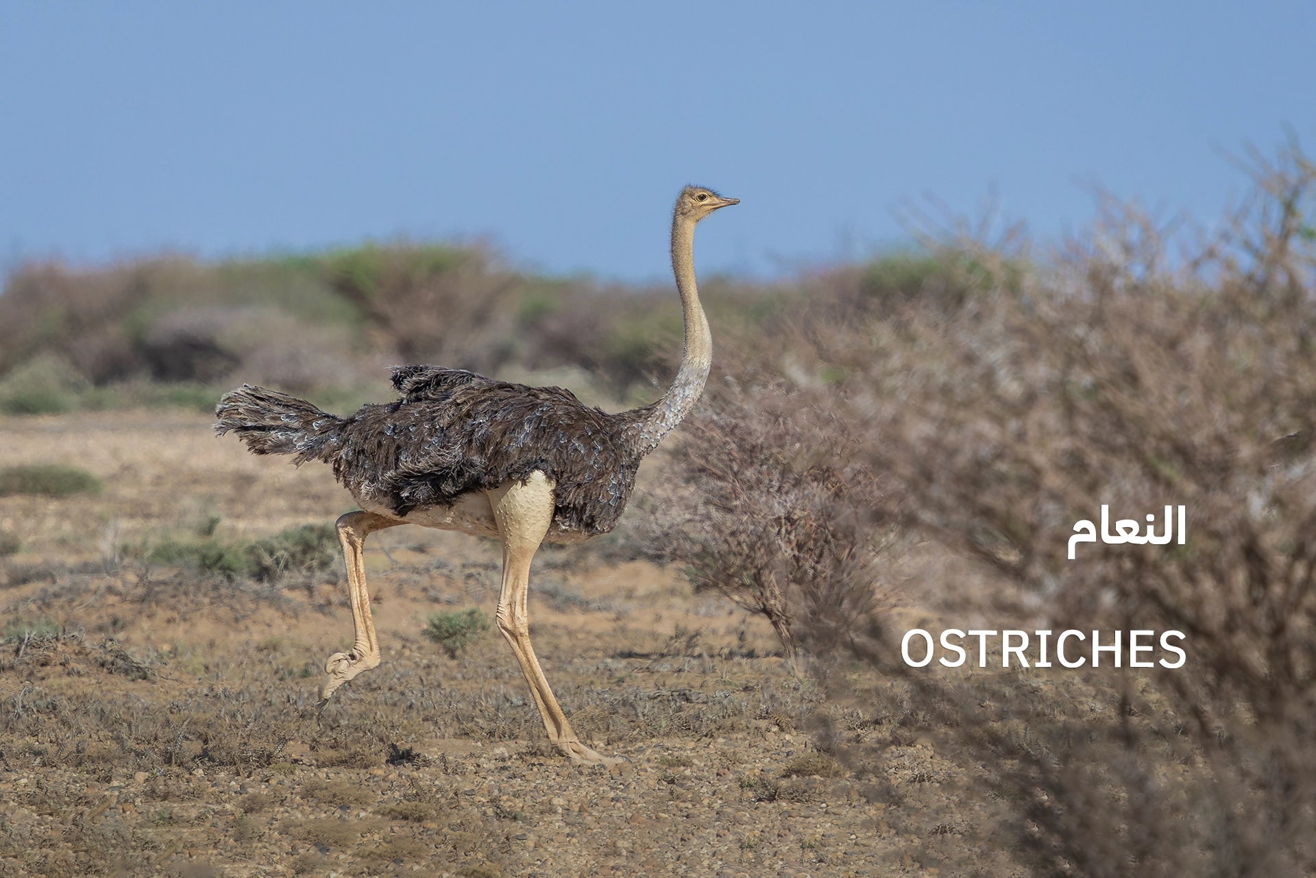 ostriches