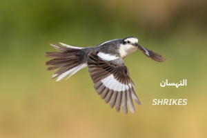 shrikes family 1