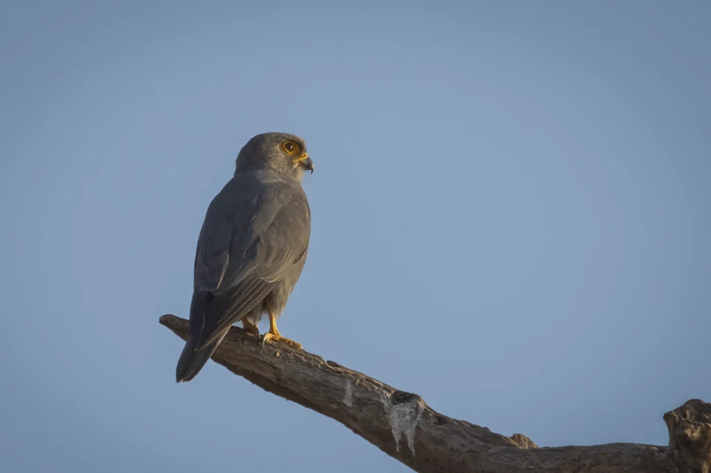 صَقْرٌ أَسْحَمٌ: صقر أسحم (Sooty Falcon) نادر - تصوير فيصل هجول