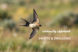 طيور 2 swifts and swallows