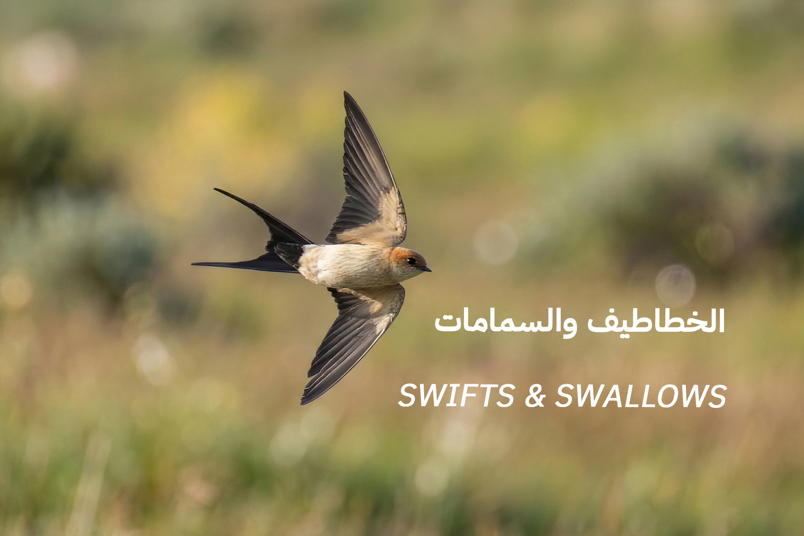 swifts and swallows