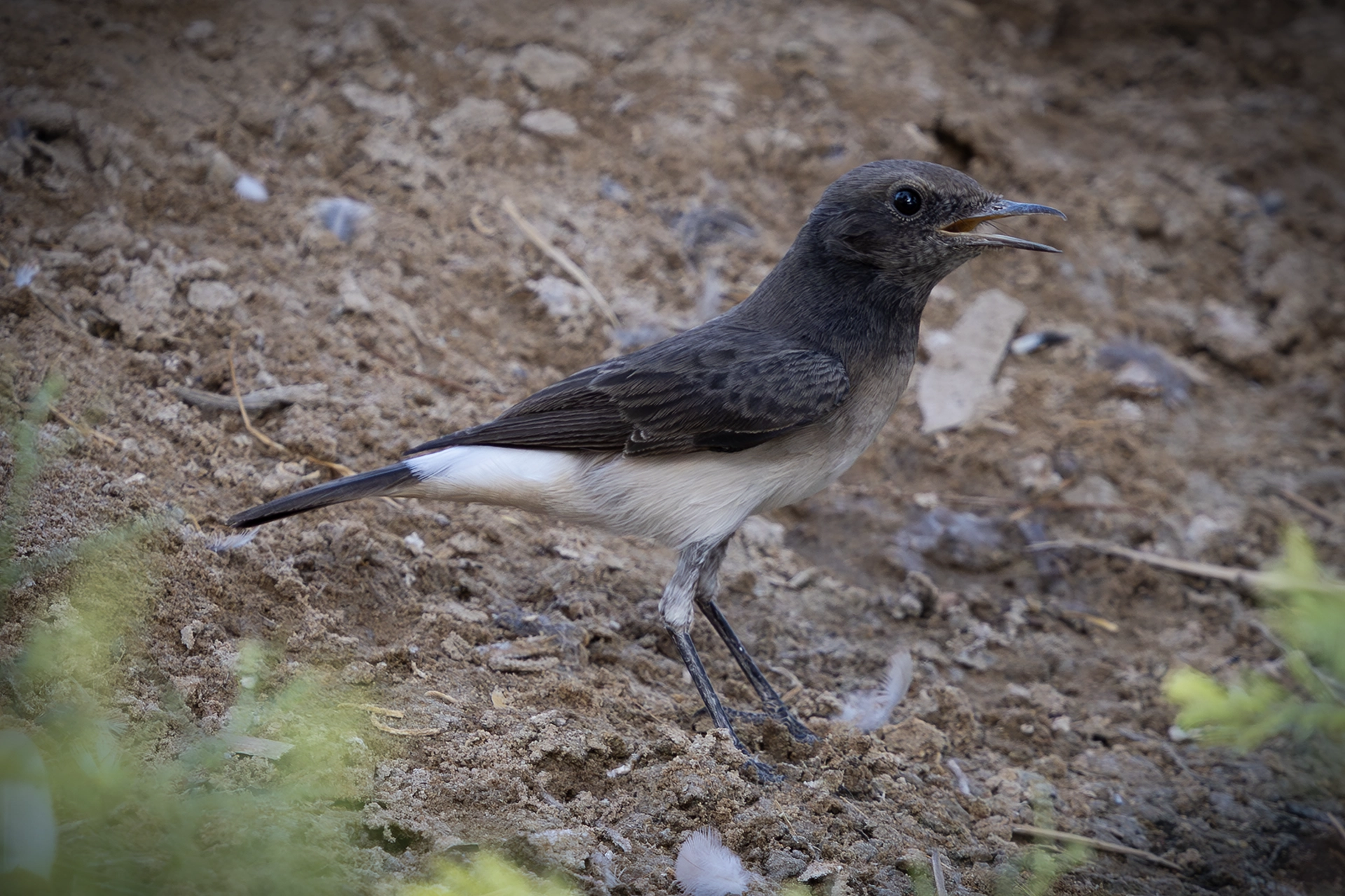 في أثر «الفَقاق» | رحلة توثيق 15 وجهاً لجنس «Oenanthe» 28 Variable Wheatear PHOTO by: faisal hajwal