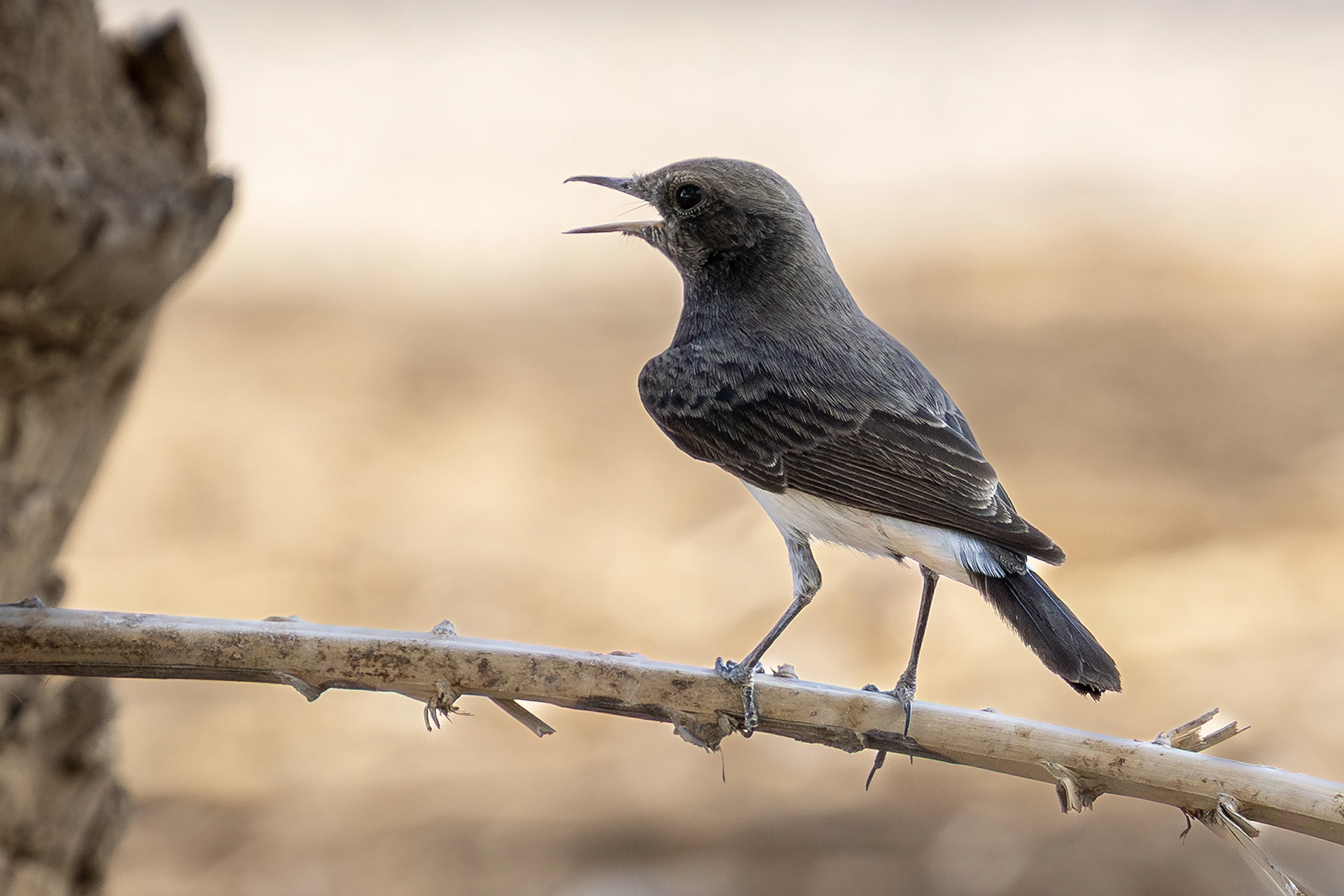 في أثر «الفَقاق» | رحلة توثيق 15 وجهاً لجنس «Oenanthe» 29 varibale wheatear2