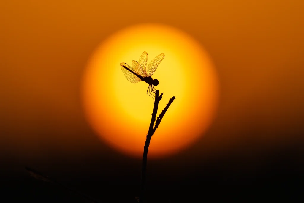dragonfly1